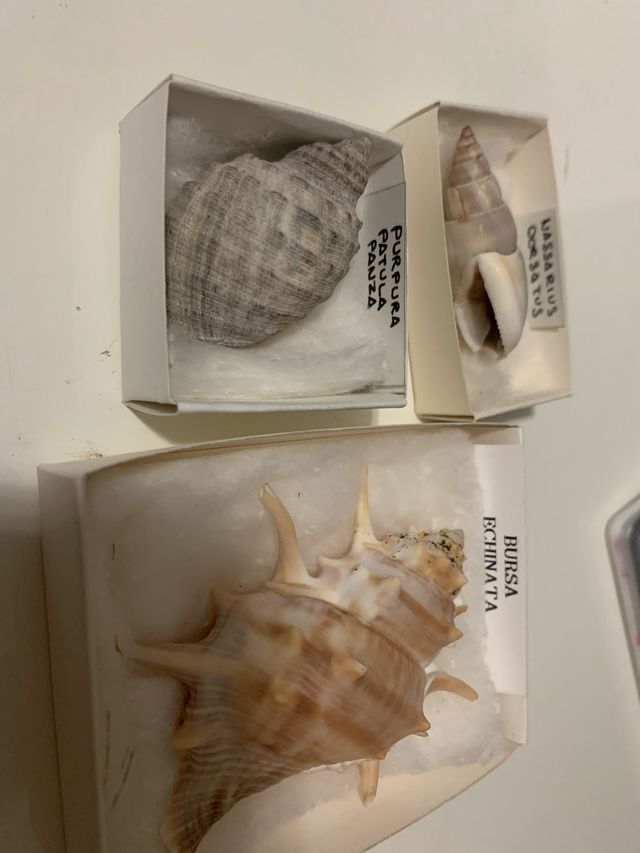 Lote 3 Conchas Marinas: Bursa, Purpura, Nassarius