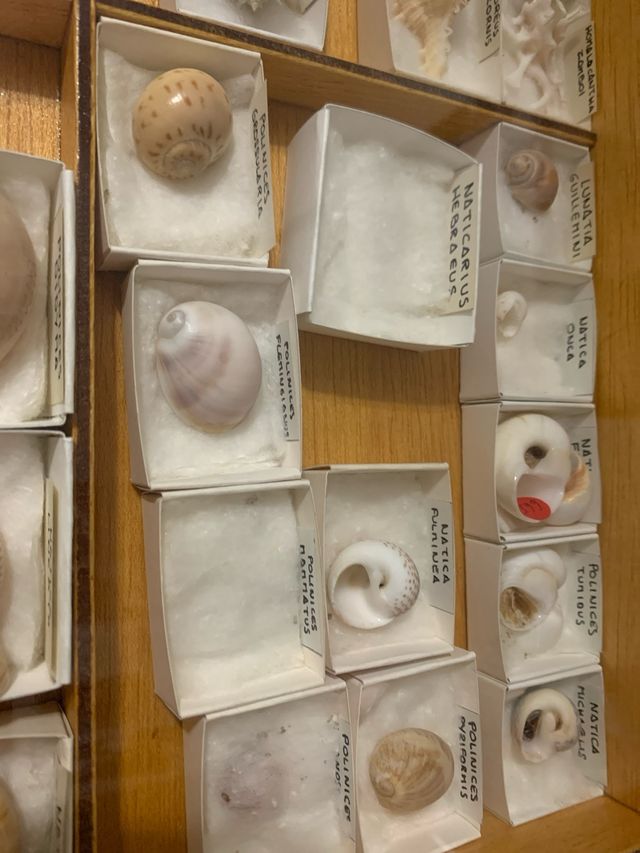 Colección de Conchas Marinas Variadas