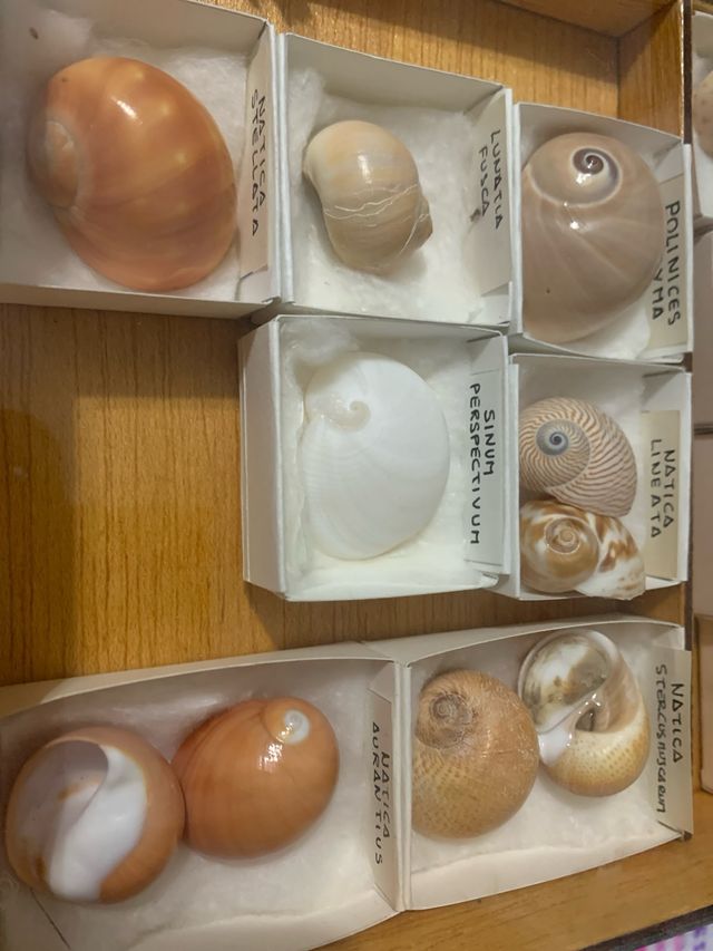 Colección de Conchas Marinas Variadas