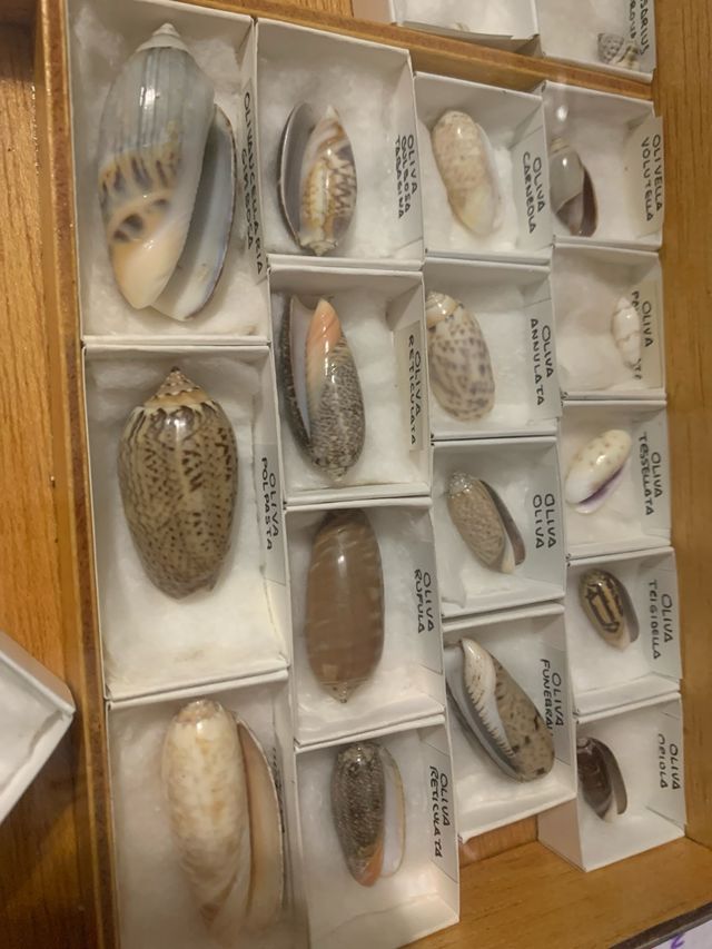 Colección de Conchas Marinas