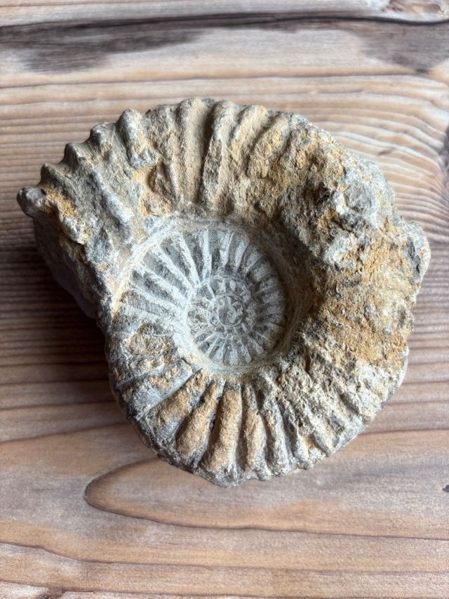 Fósil de amonite de Marruecos