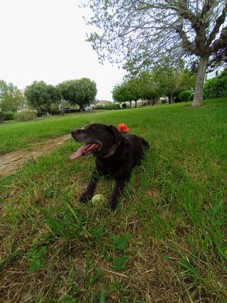 Paseo perros🐶 Cuido de tu mejor amigo🐾