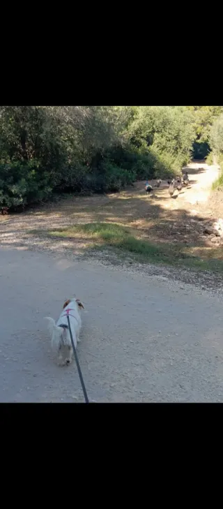 Paseo perros🐶 Cuido de tu mejor amigo🐾