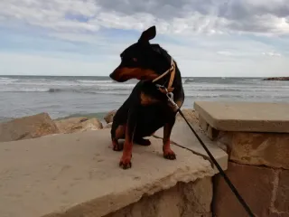 Paseo perros🐶 Cuido de tu mejor amigo🐾