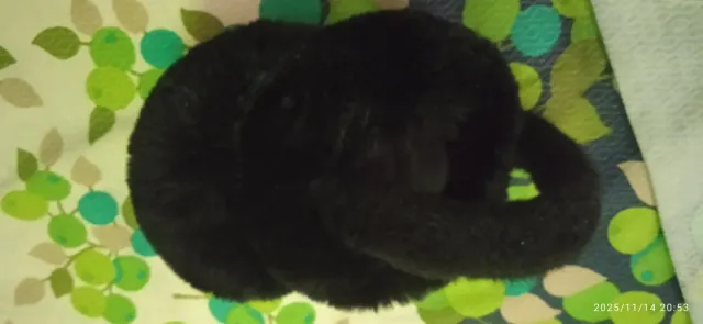 Paraorecchie unisex neri