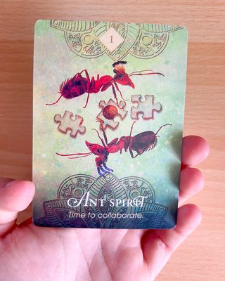 The Spirit Animal Oracle Carte Destiny Future New