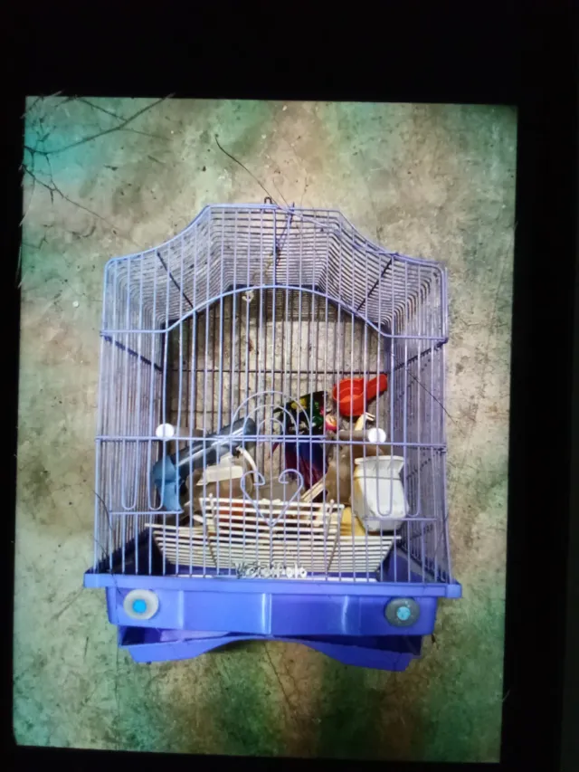 Jaula para pájaros multicolor