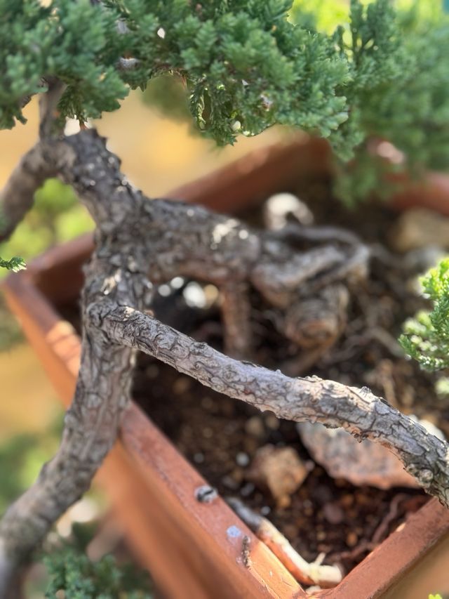 Bonsai Procumbens Nana