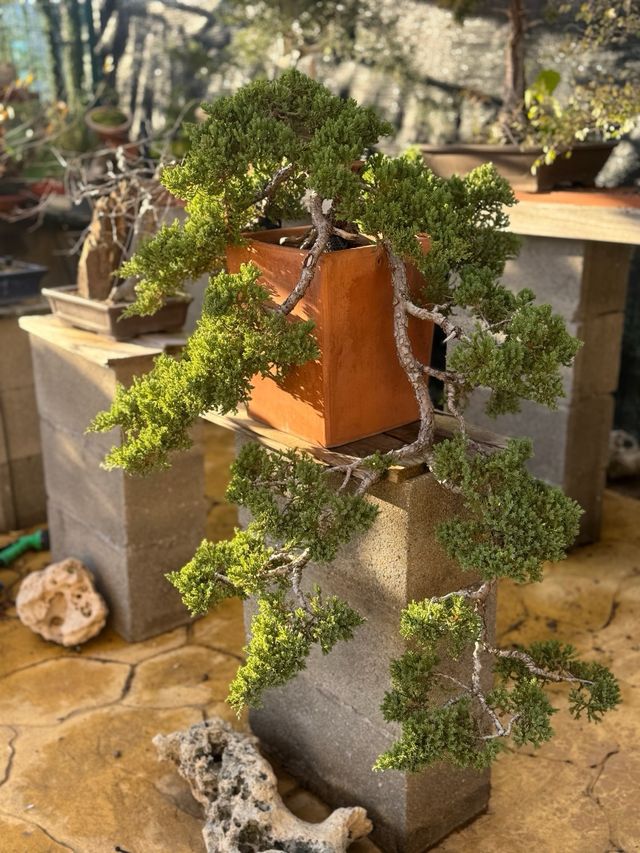 Bonsai Procumbens Nana
