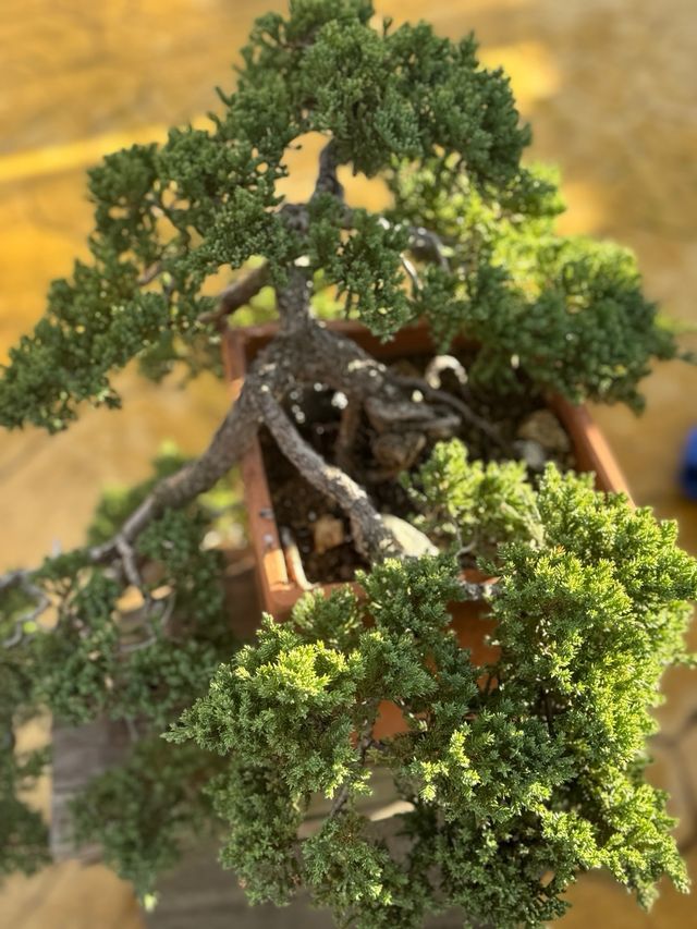 Bonsai Procumbens Nana