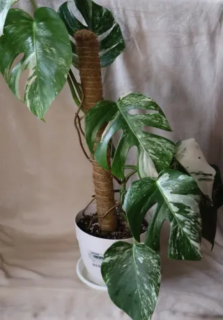 Planta Monstera Albo Variegata