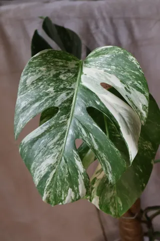Planta Monstera Albo Variegata