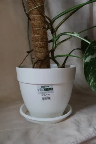 Planta Monstera Albo Variegata