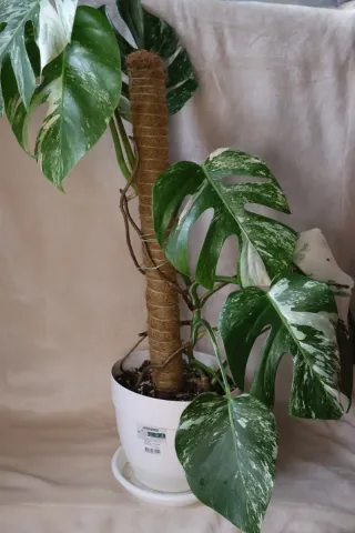 Planta Monstera Albo Variegata