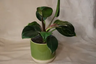 Philodendron Birkin com vaso cerâmica