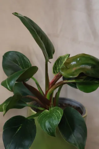 Philodendron Birkin com vaso cerâmica