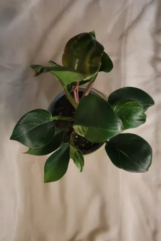 Philodendron Birkin com vaso cerâmica