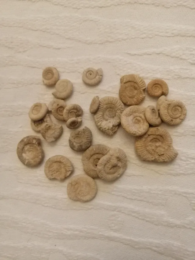 Ammoniti Dactylioceras sp. Da 1,7 a 3,6 cm