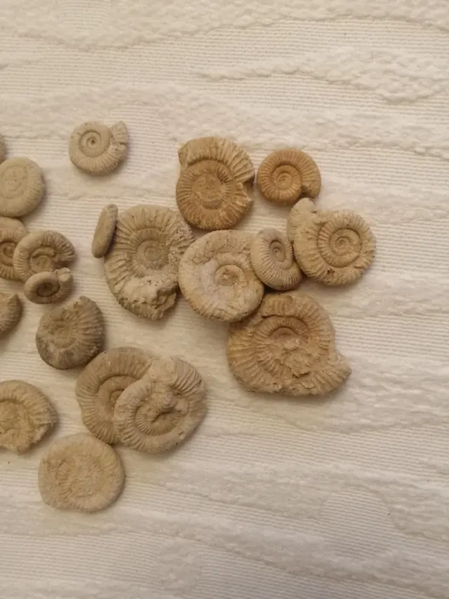 Ammoniti Dactylioceras sp. Da 1,7 a 3,6 cm