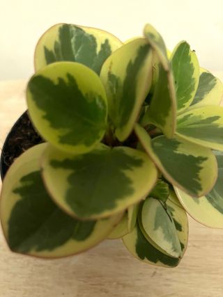 Peperomia Variegata Pianta