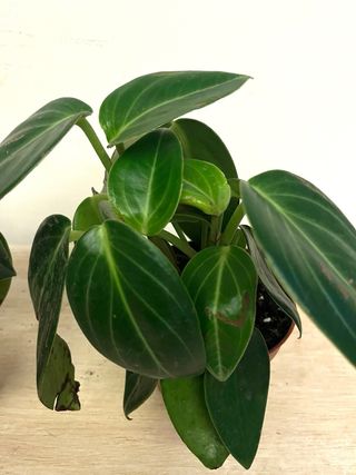 Peperomia Maculosa “Vanilla”Pianta