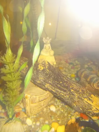 Pecera con mueble de madera