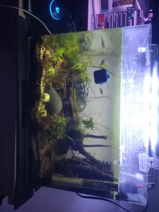 Confezione da 3 acquari piantati