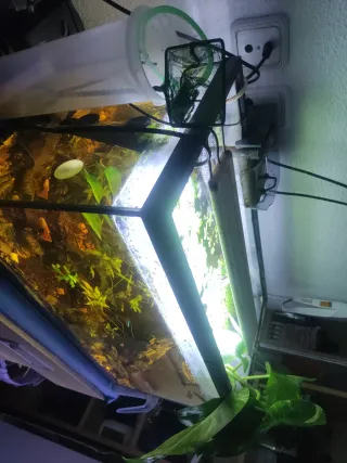 Confezione da 3 acquari piantati