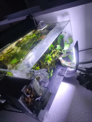 Confezione da 3 acquari piantati