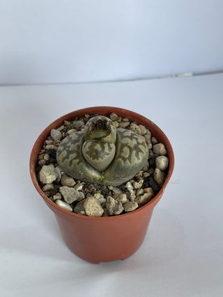 Lithops “sassi viventi”