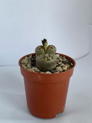 Lithops “sassi viventi”