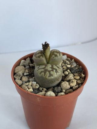 Lithops “sassi viventi”