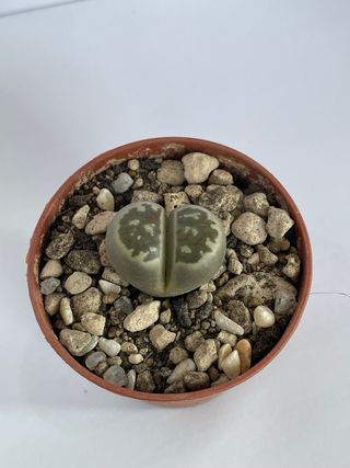 Lithops “sassi viventi”