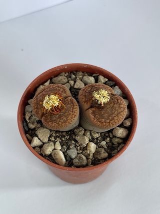 Lithops