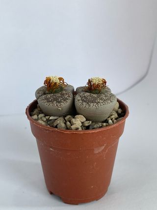 Lithops
