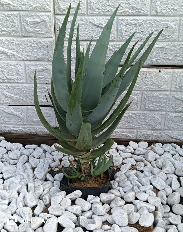 Aloe Ferox Pianta