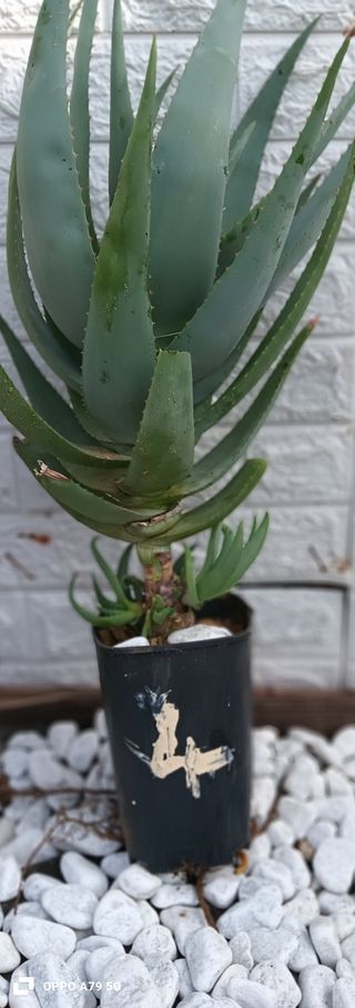 Aloe Ferox Pianta