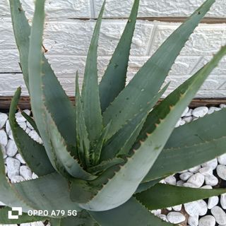 Aloe Ferox Pianta