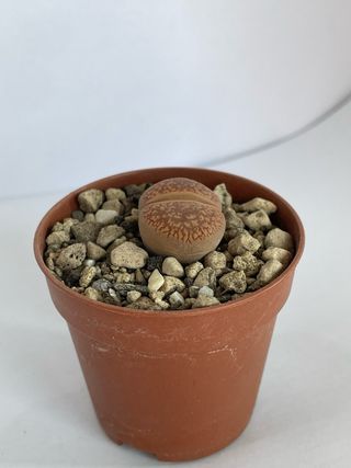 Lithops