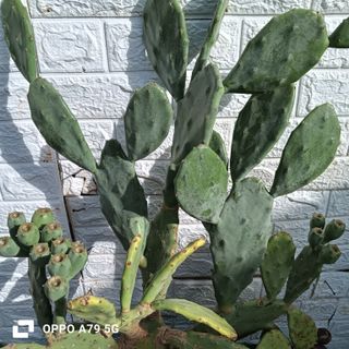 Fico d'India Opuntia Chumbera