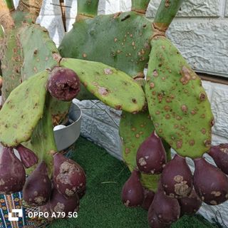 Fico d'India Opuntia Chumbera