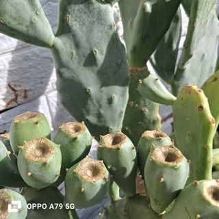 Fico d'India Opuntia Chumbera