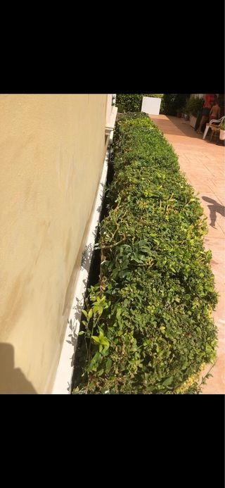 • ALBAÑIL Y REFORMAS • PINTOR PROFESIONAL