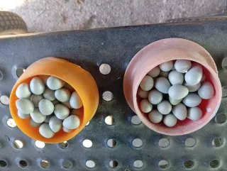 Accesorios para pájaros