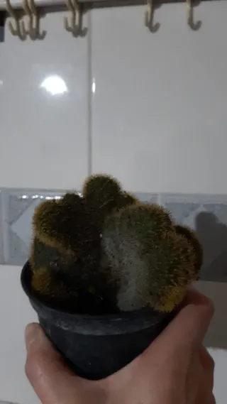 Pianta di Cactus