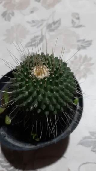 Pianta di cactus
