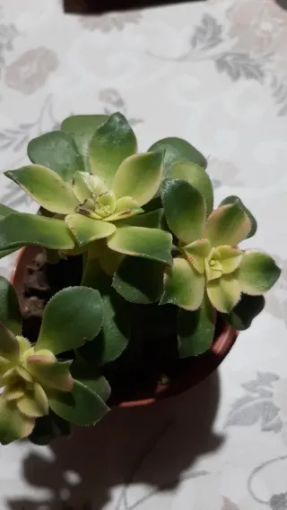 Pianta succulenta aeonium variegato