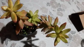 Echeveria stellata di colore acceso