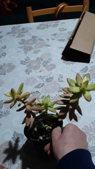 Echeveria stellata di colore acceso