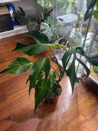 Monstera Burle Marx Flame XL